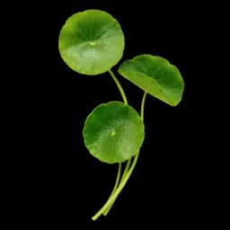 Complexul de extracte vegetale (busuioc, salvie, chiparos, curcuma, centella, pelin)
